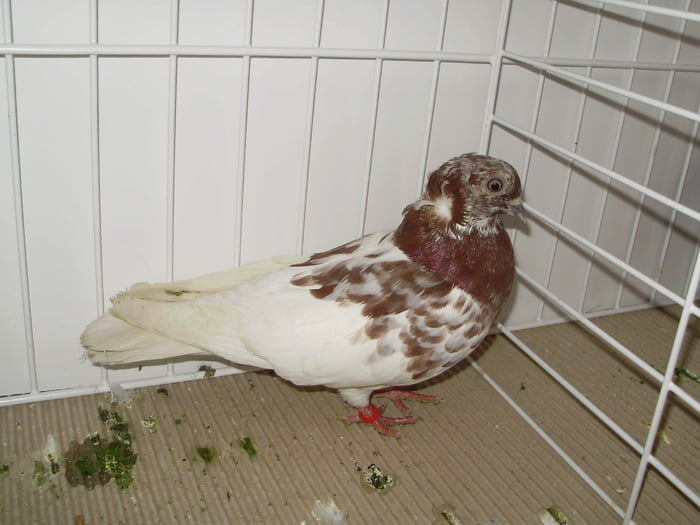 hungarian pigeons