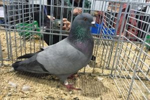 Munsterland Field Pigeon - german - tarla güvercini