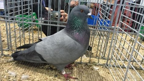 Munsterland Field Pigeon - german - tarla güvercini
