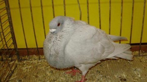 rafeno spanish pigeons