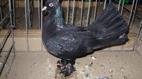Rouleur -pigeons