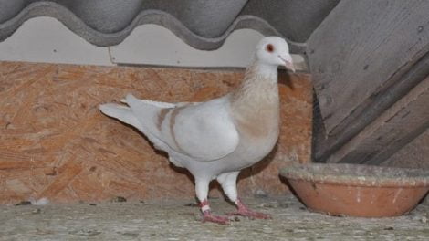 saar pigeons
