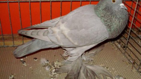 cropper pigeons