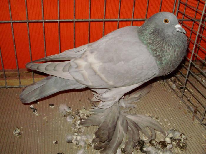 cropper pigeons
