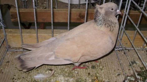 Highflyer Pigeons