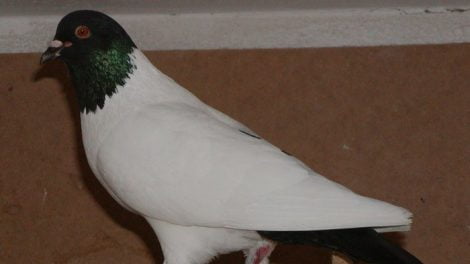 Silesian Colourhead pigeons - form pigeons