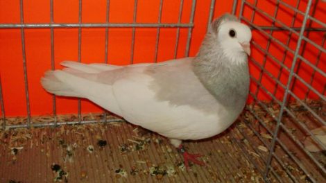 roller pigeons
