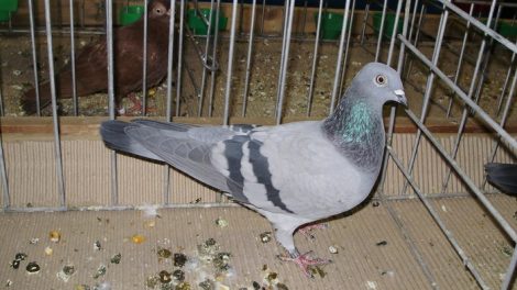 pigeons - highflyer
