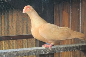 spanish barb - barb pigeons