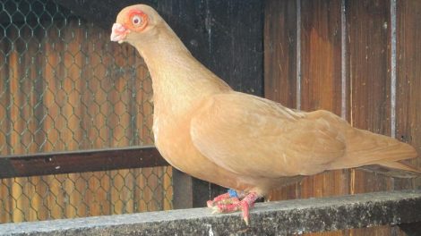 spanish barb - barb pigeons
