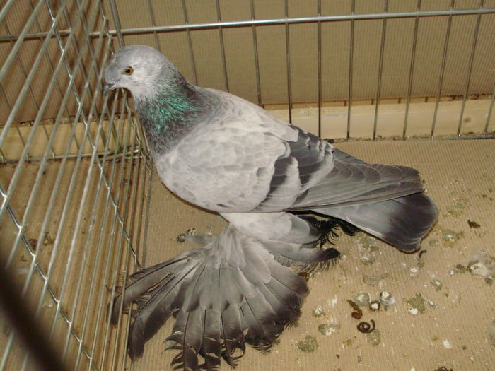 pigeons - Tambour