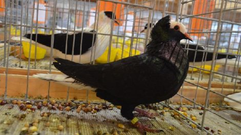 Thuringian - Pigeon