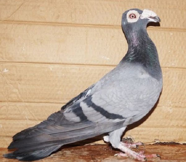 Bagadais pigeons
