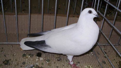 highflyer pigeons