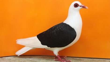 farbentauben