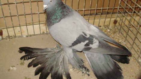Trumpeter-pigeons