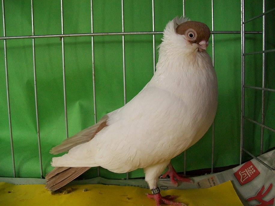 tumbler pigeons