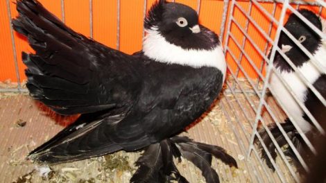 rostov whitebreast