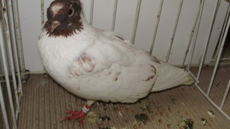 tumbler - pigeons breeds