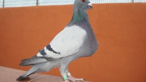 cropper pouter - pigeons pics
