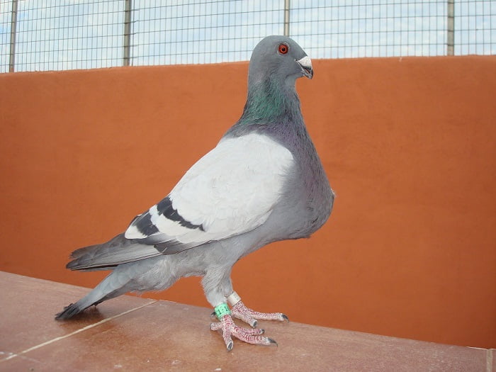 cropper pouter - pigeons pics