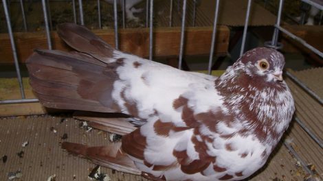 keringö