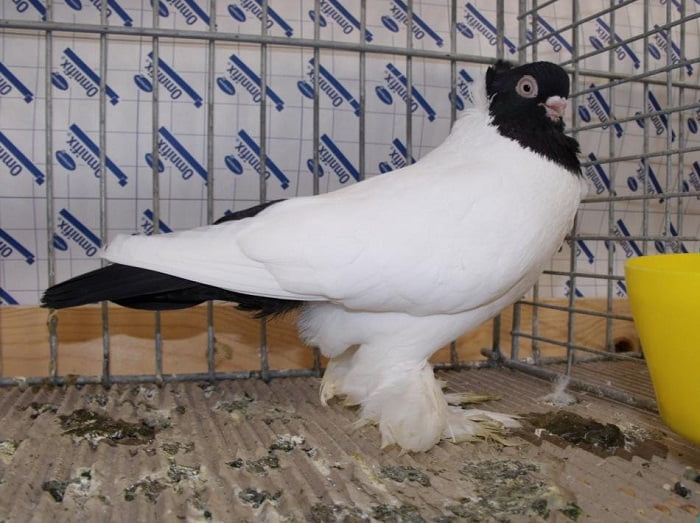 tumbler pigeons - decorative