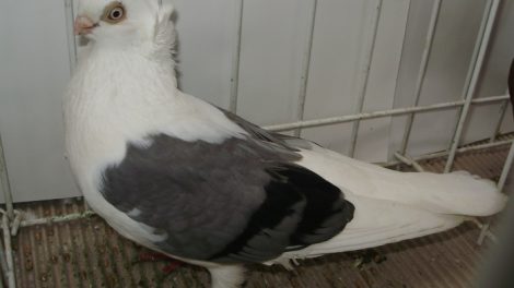 Konstanza-pigeons