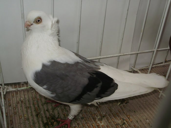 Konstanza-pigeons