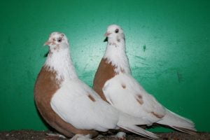 russian tumbler pigeons