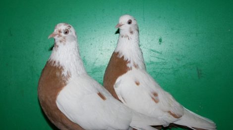 russian tumbler pigeons