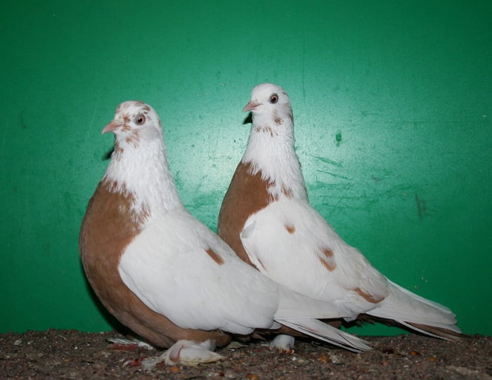 russian tumbler pigeons