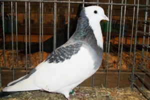 pigeons - formentauben