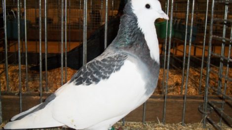 pigeons - formentauben