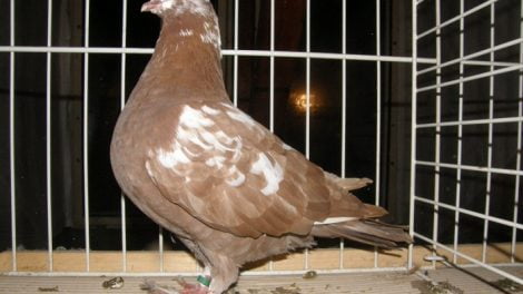 giant pigeons