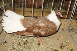 tumbler - pigeons - bulgarian