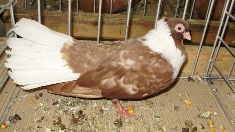 tumbler - pigeons - bulgarian