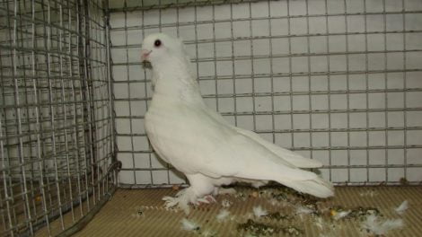 mövchen