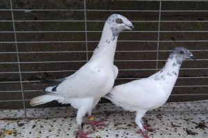 tumbler pigeons