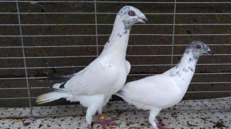 tumbler pigeons