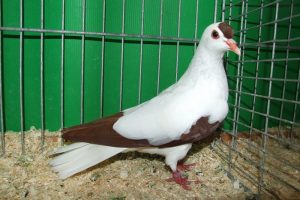 colıour german pigeons