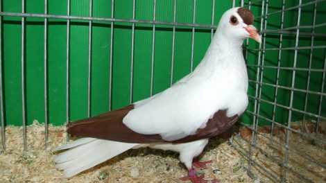 colıour german pigeons
