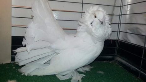 white pigeons