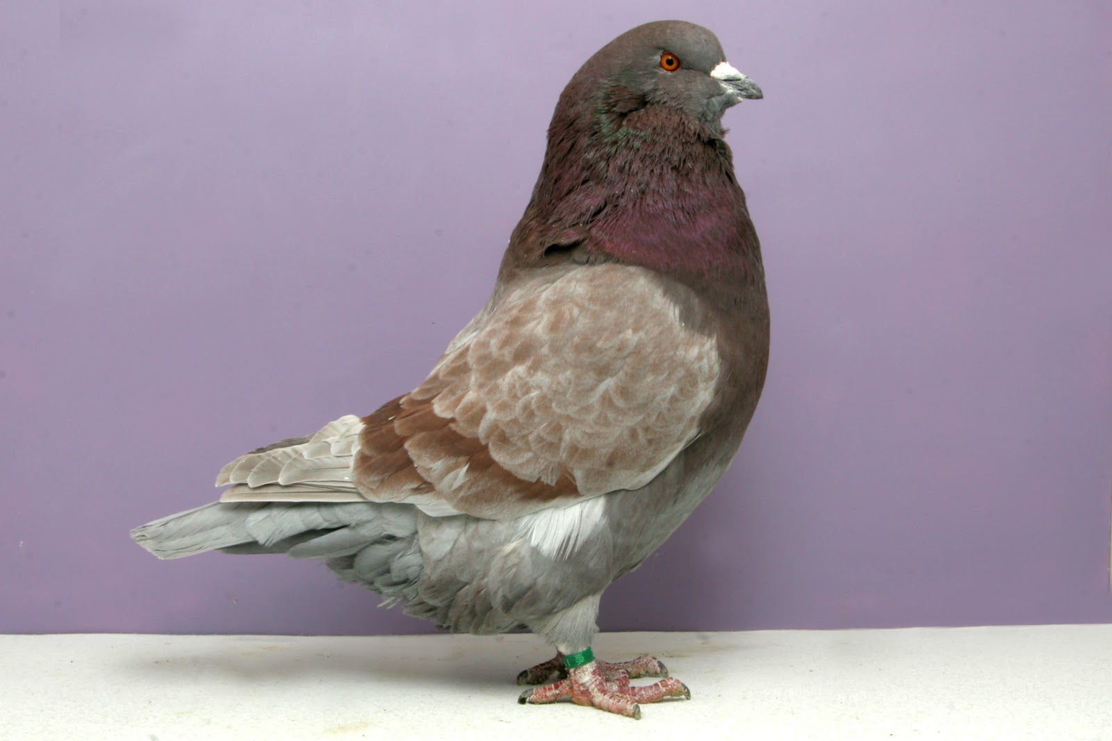 runt pigeons - american