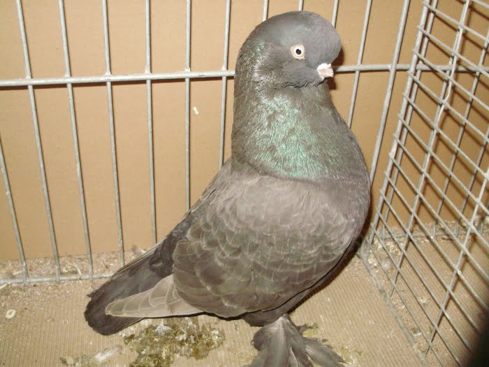 lf tumbler pigeons - black - muffed