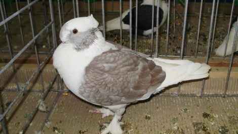 frill pigeons