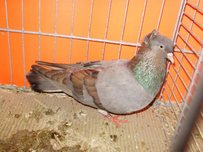 pigeons - anatolian
