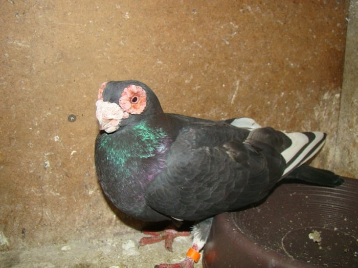 caroncules - pigeons 