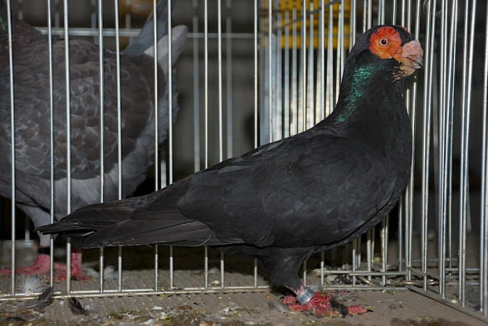 wattle - black pigeons