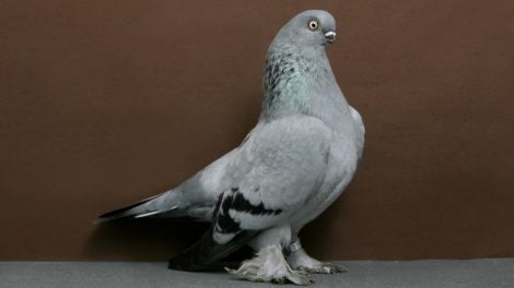 tümmler - berliner kurze
